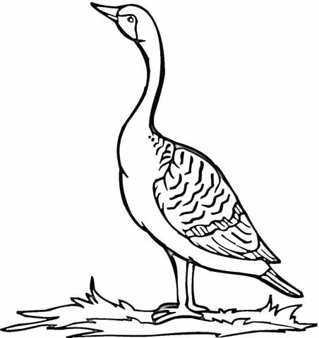 Loon On The Grass  Coloring Page